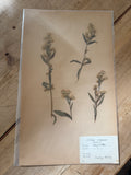 French herb page dated 1932