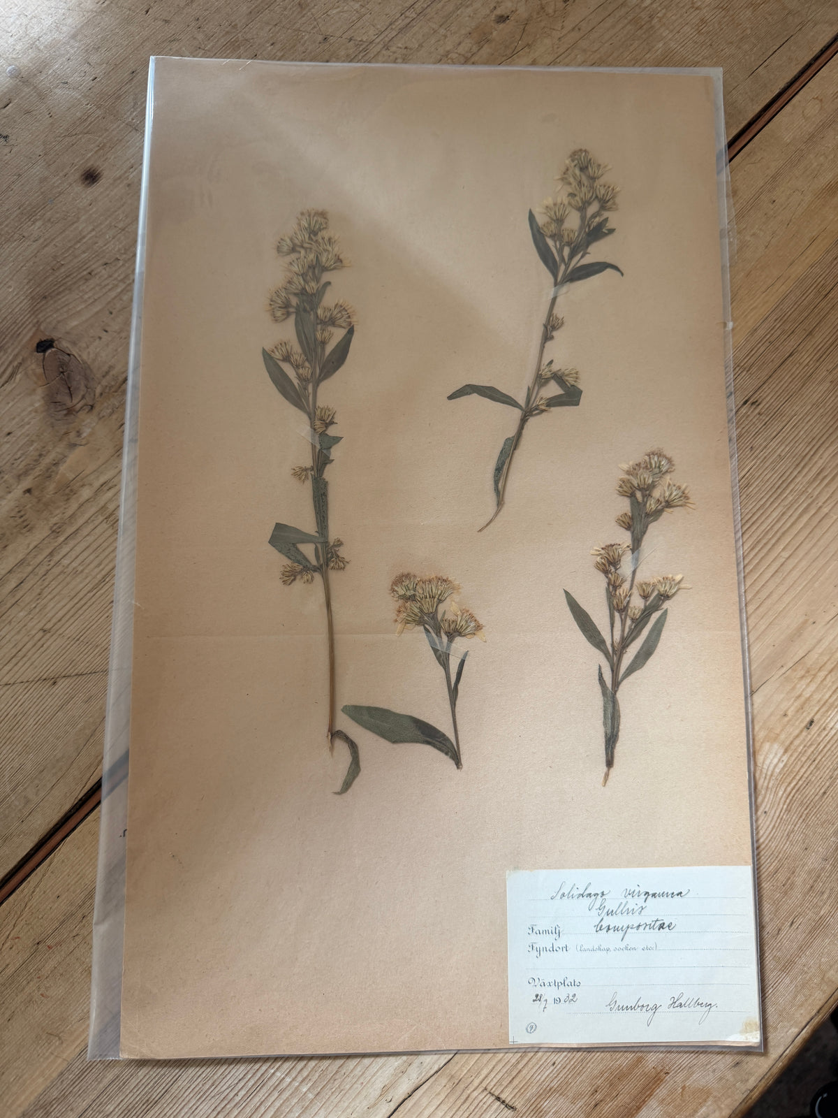 French herb page dated 1932