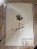 French herb page dated 1924