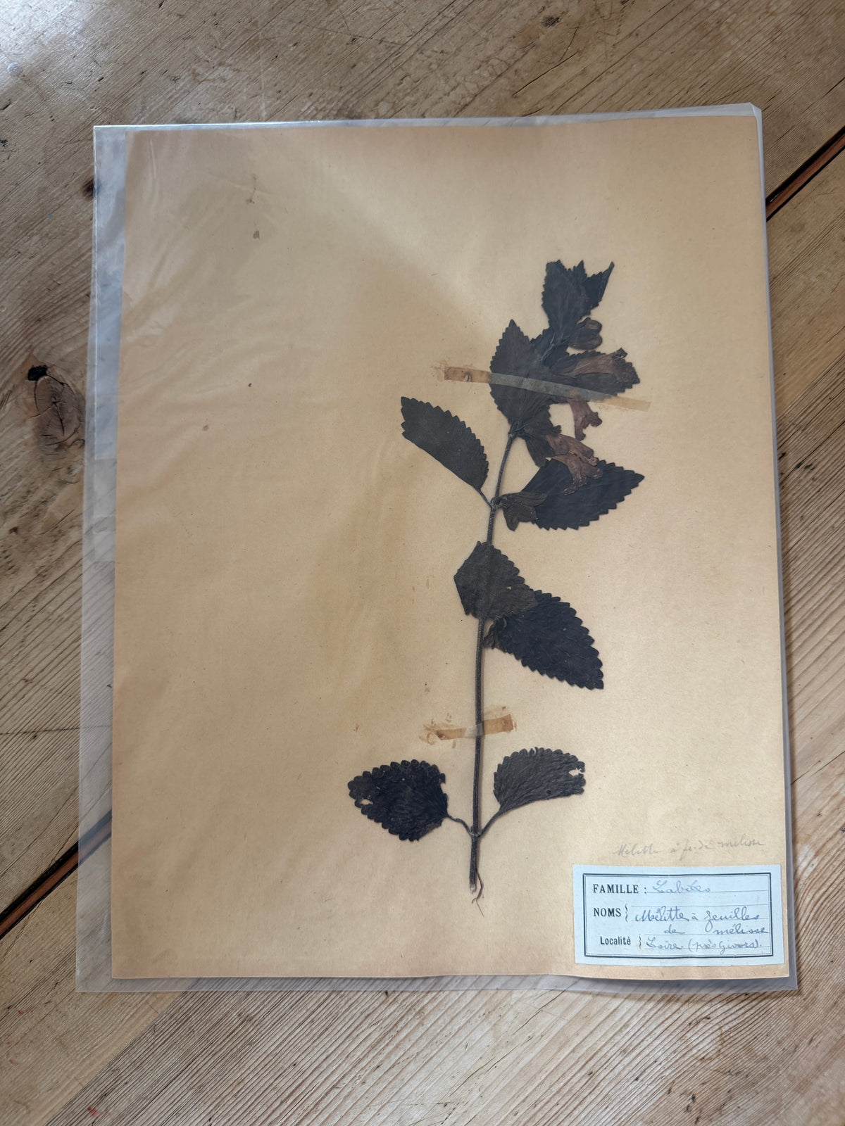 French herb page no date