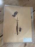 French herb page no date