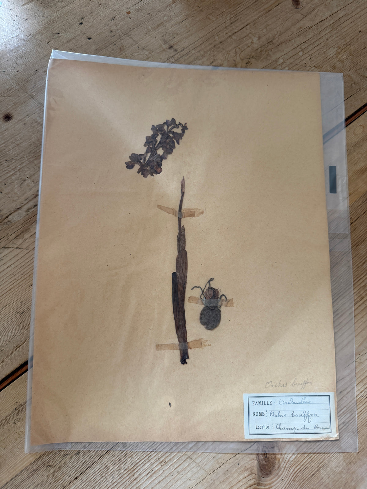 French herb page no date