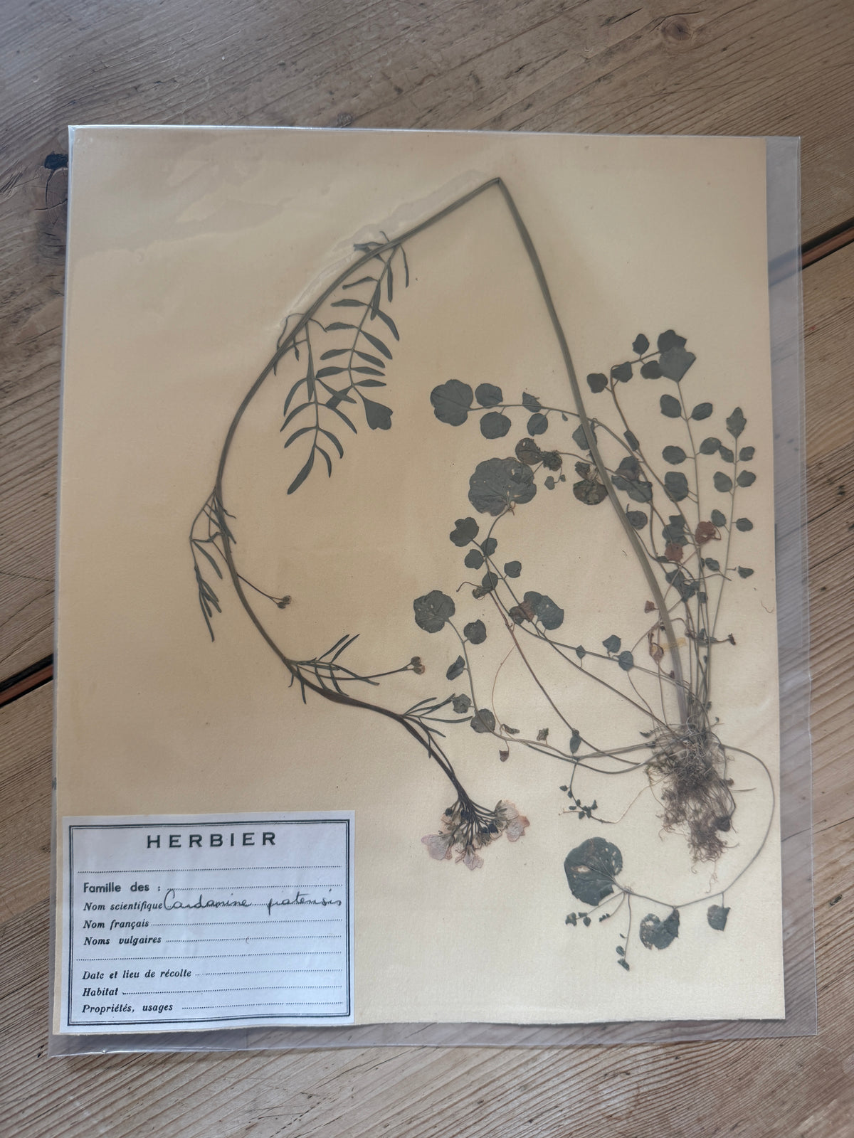 French herb page no date