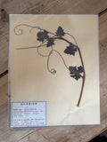 French herb page dated 1963