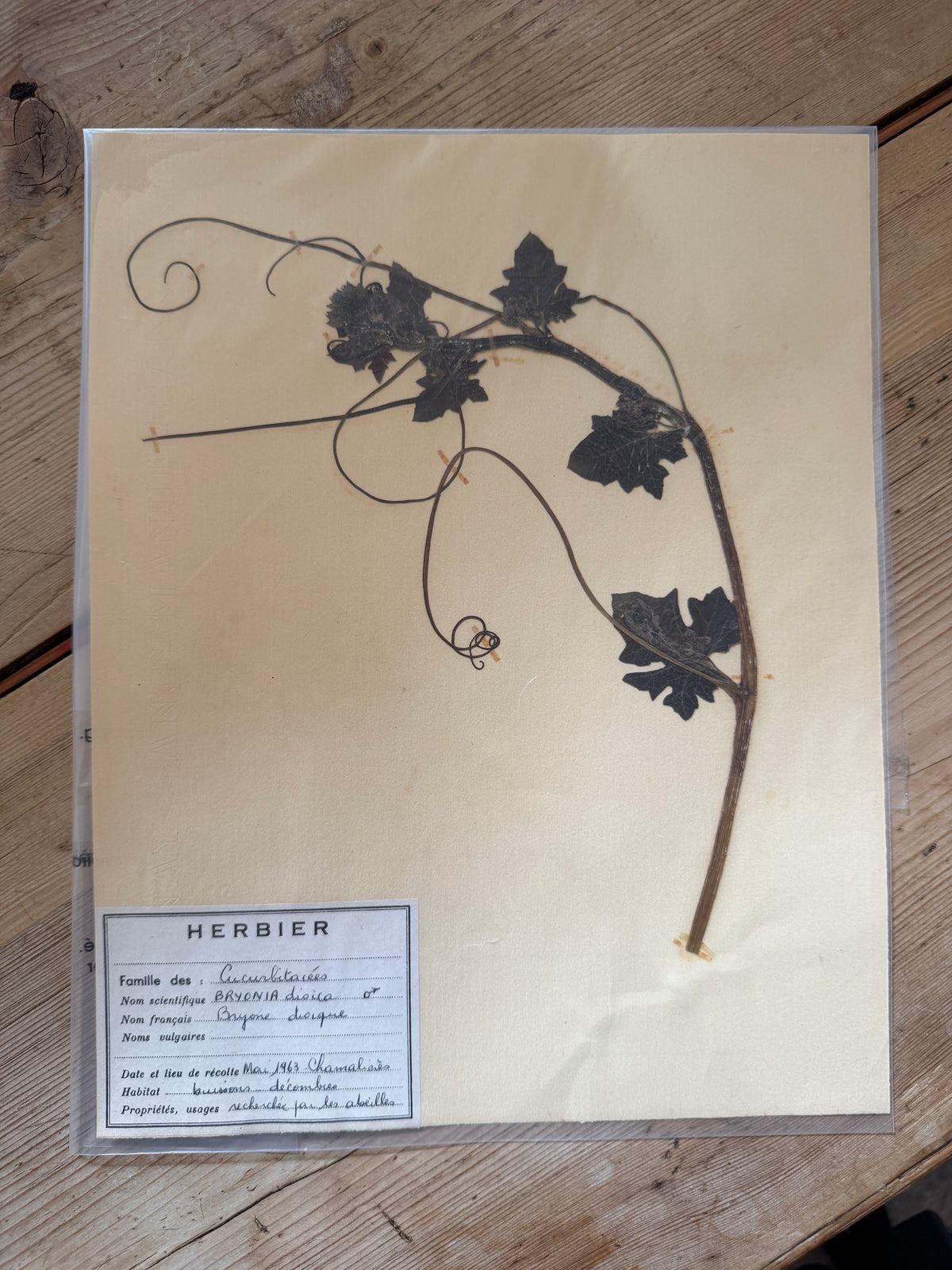 French herb page dated 1963